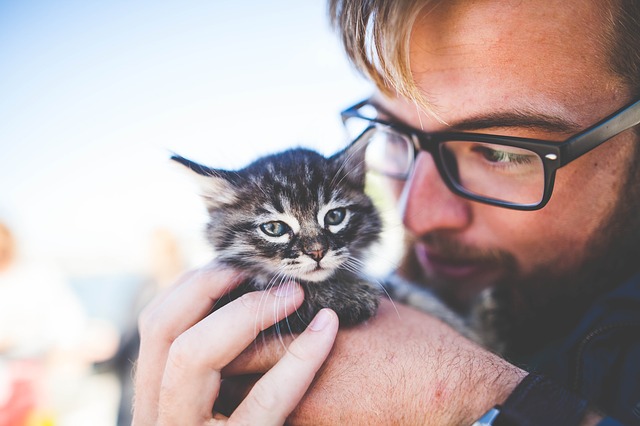 The most vital information you need to know before adopting a cat
